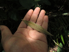 Ocotea sericea
