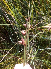 Bolboschoenus maritimus