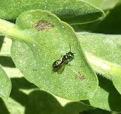 Ceratina
