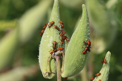 Heteroptera