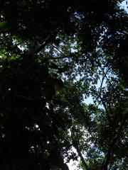 Ocotea sericea