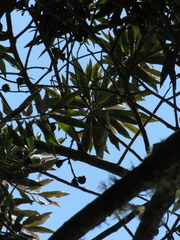 Ocotea sericea