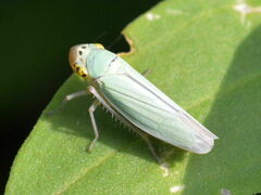 Cicadella viridis