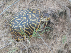 Terrapene ornata