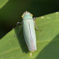 Cicadella viridis