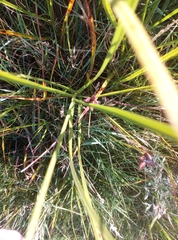 Bolboschoenus maritimus