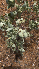 Atriplex confertifolia