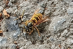 Vespula vulgaris