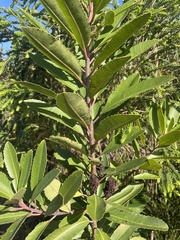 Laurophyllus capensis