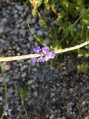 Stachytarpheta