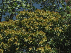 Nectandra acutifolia