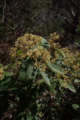 Pomaderris elliptica