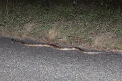 Aspidites melanocephalus