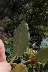 Pomaderris elliptica