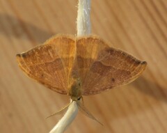 Watsonalla cultraria