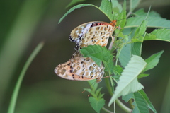 Argynnis hyperbius