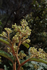 Pomaderris elliptica