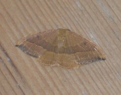 Watsonalla cultraria