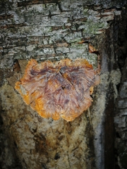 Phlebia radiata