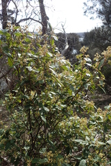 Pomaderris elliptica