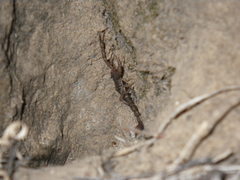 Serradigitus gertschi