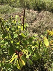 Apocynum androsaemifolium