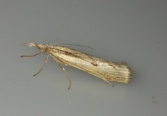 Agriphila inquinatella