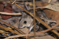 Pseudomys delicatulus