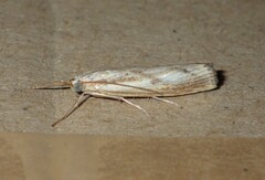 Agriphila inquinatella