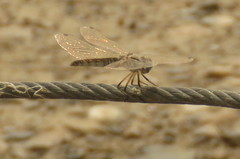 Selysiothemis nigra
