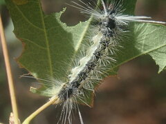Lymantriinae
