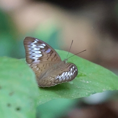 Tanaecia pelea