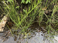 Equisetum fluviatile