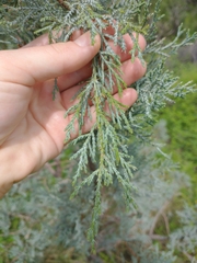Juniperus deppeana