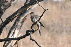 Cacomantis flabelliformis