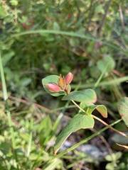 Hypericum virginicum