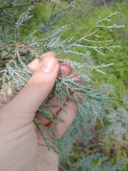 Juniperus deppeana