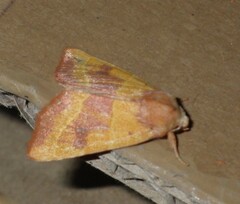 Atethmia centrago