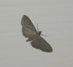Eupithecia