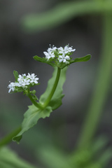 Valerianella
