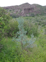 Juniperus deppeana