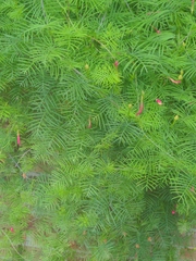 Ipomoea quamoclit
