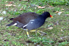 Gallinula chloropus