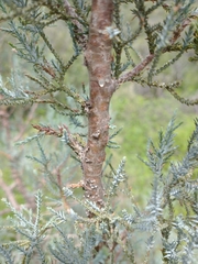 Juniperus deppeana