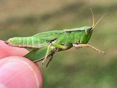 Dichromorpha viridis