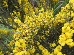 Acacia spinescens