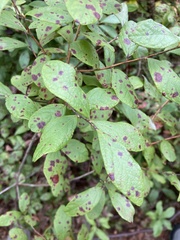 Vaccinium corymbosum