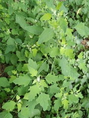 Chenopodium ucrainicum