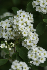Spiraea prunifolia