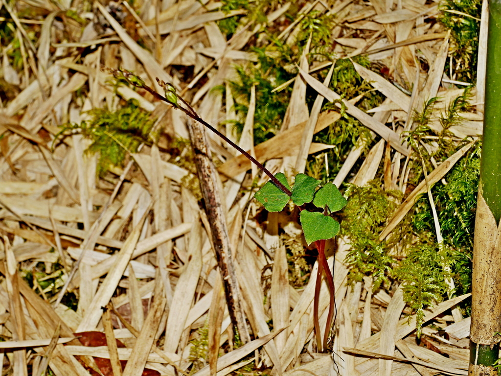 Neottia atayalica
